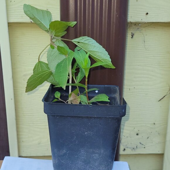 10 Oriental Lady’s Thumbs $6 - Picture 3 of 4